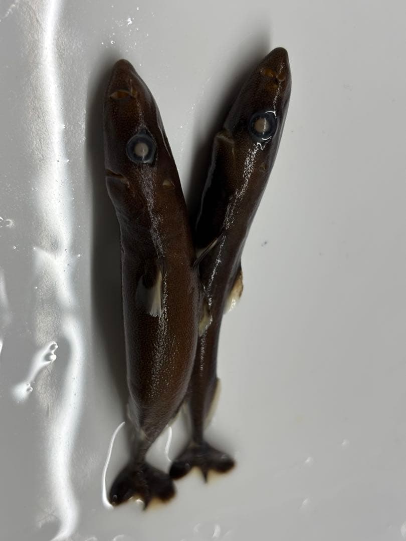 ツラナガコビトザメ2匹液浸標本