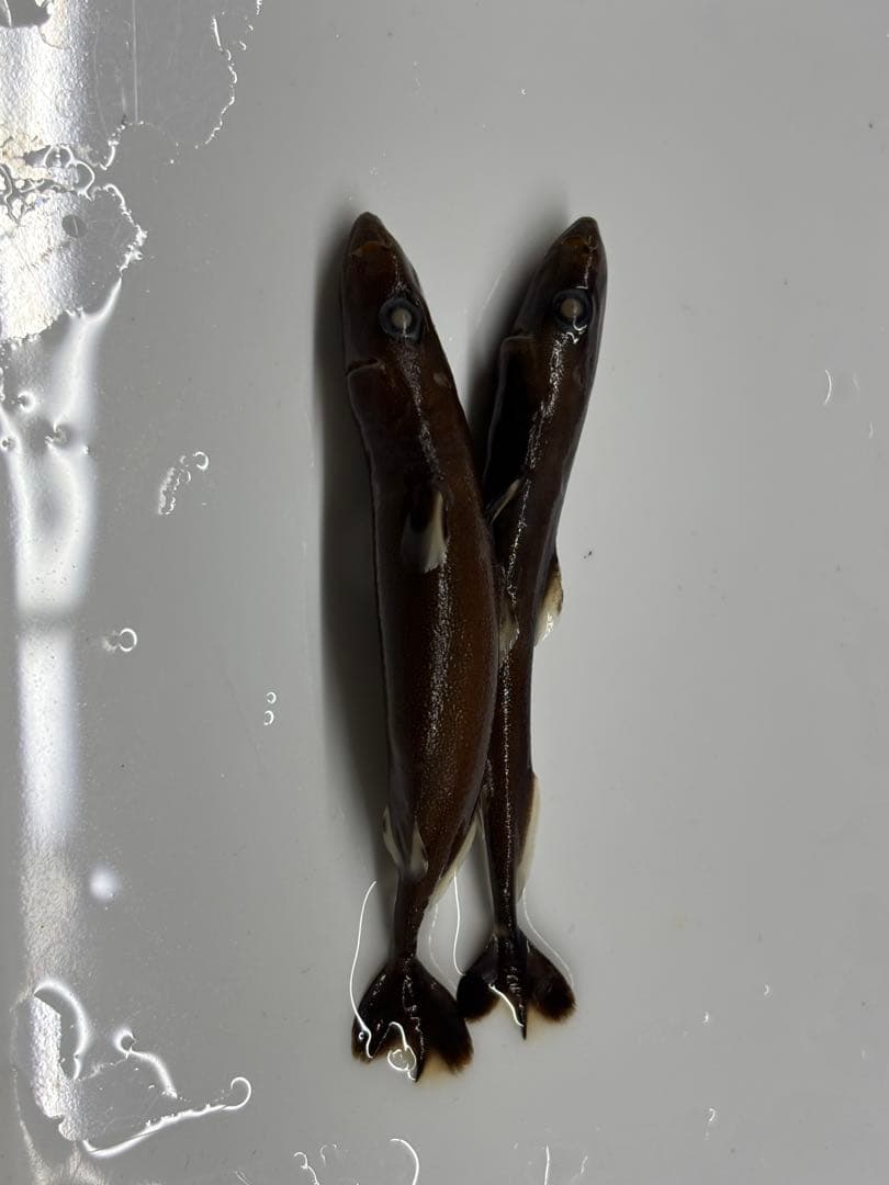 ツラナガコビトザメ2匹液浸標本