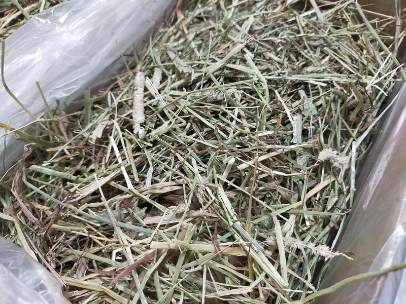 【6/15まで】 カナダ産 チモシー 50kg スーパープレミアム １番刈り