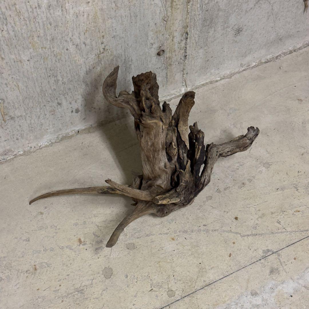 ADA ホーンウッド　流木　アクアリウム　テラリウム