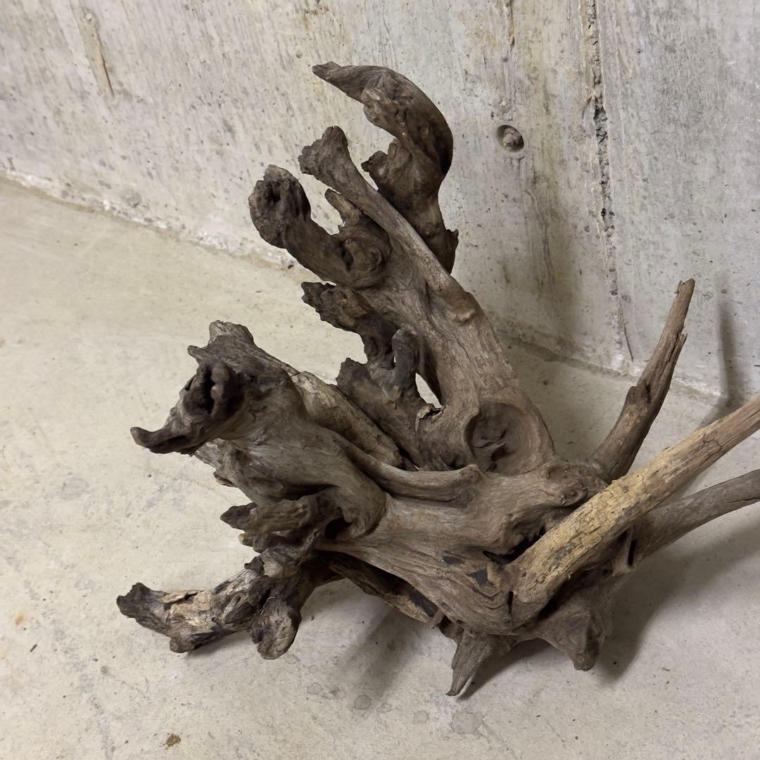 ADA ホーンウッド　流木　アクアリウム　テラリウム