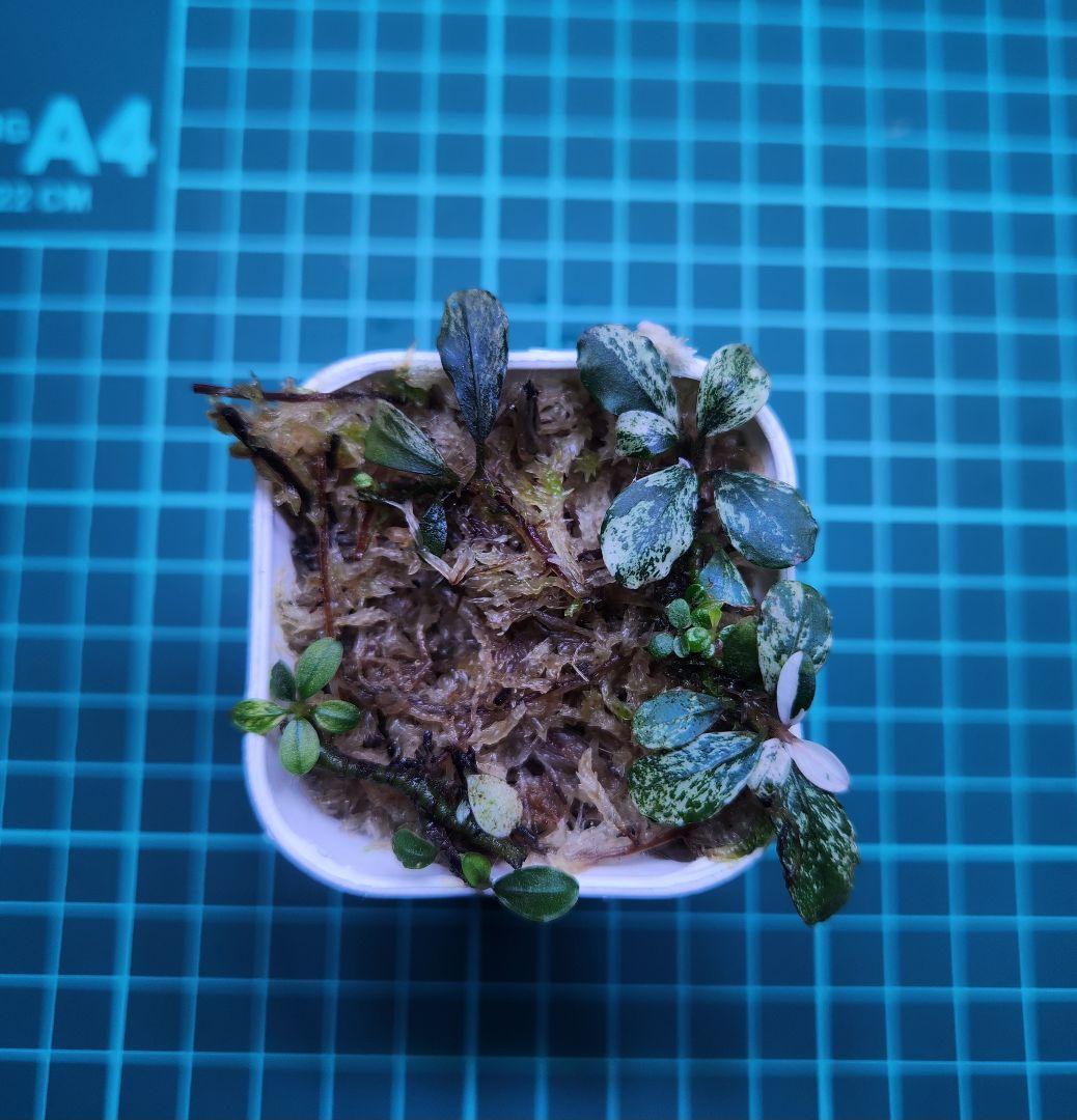 Bucephalandra Variegataブセファランドラ バリエガータ