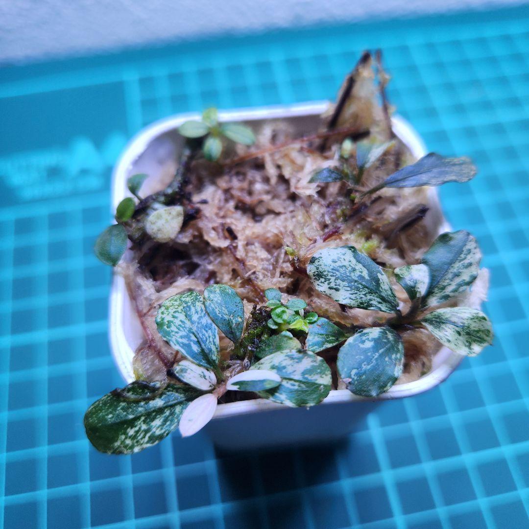 Bucephalandra Variegataブセファランドラ バリエガータ