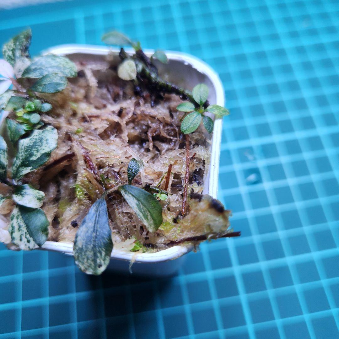 Bucephalandra Variegataブセファランドラ バリエガータ