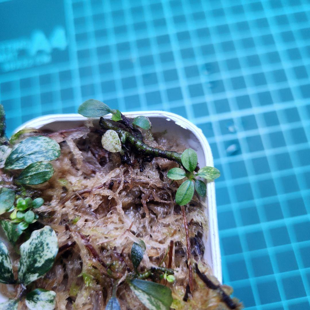 Bucephalandra Variegataブセファランドラ バリエガータ