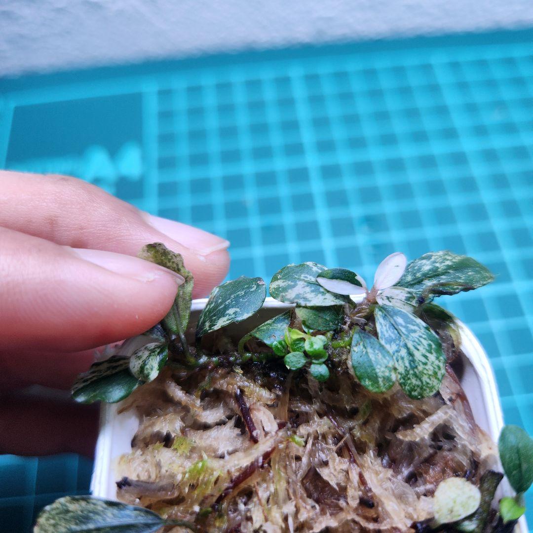 Bucephalandra Variegataブセファランドラ バリエガータ