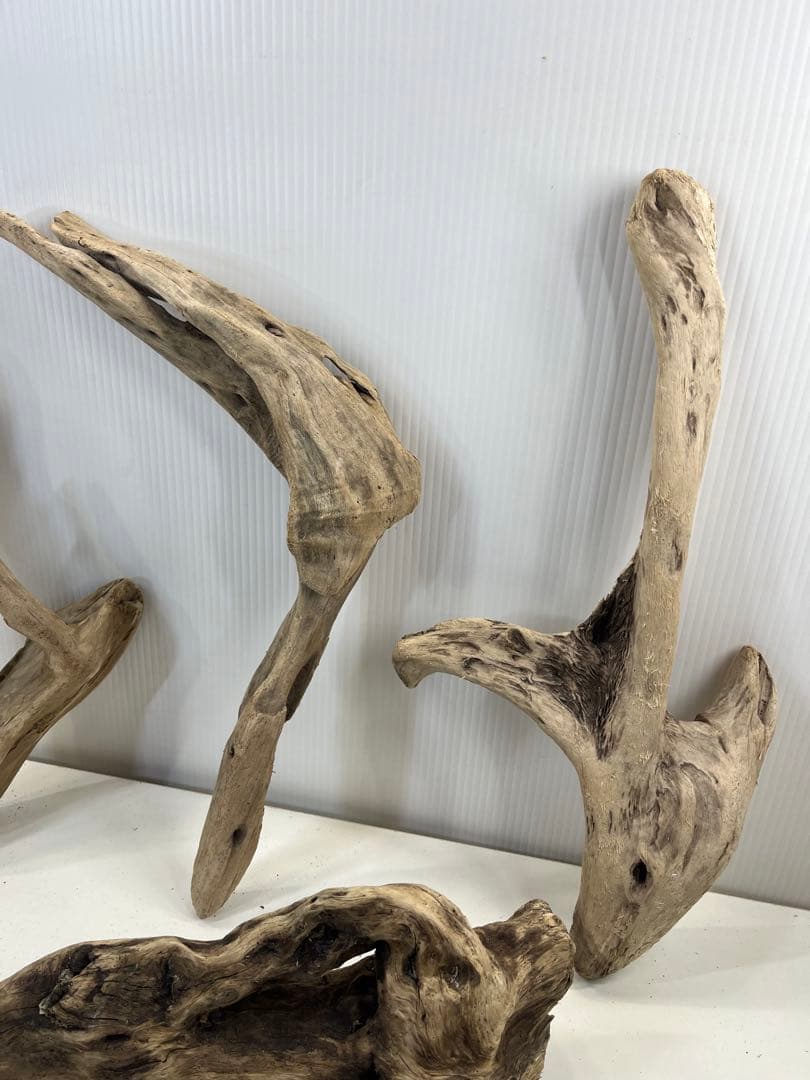 t55アク抜き済み流木セット 爬虫類シェルター 登り木 インテリア エアプランツ