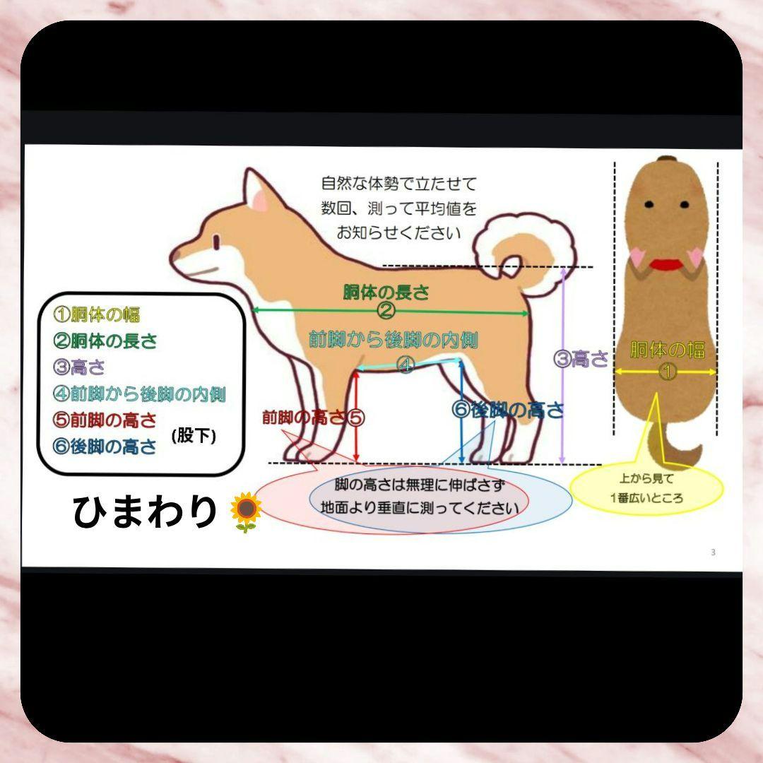 M.ダックス4輪　リハビリ　食事補助　犬用車椅子　シニア犬補助　犬の歩行器
