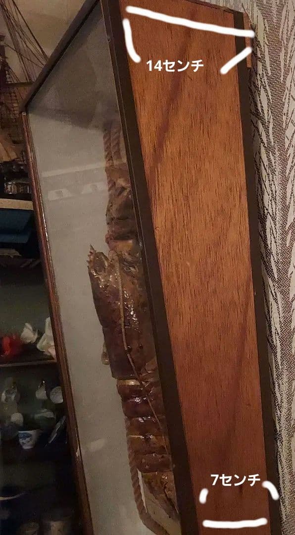 剥製　インテリア