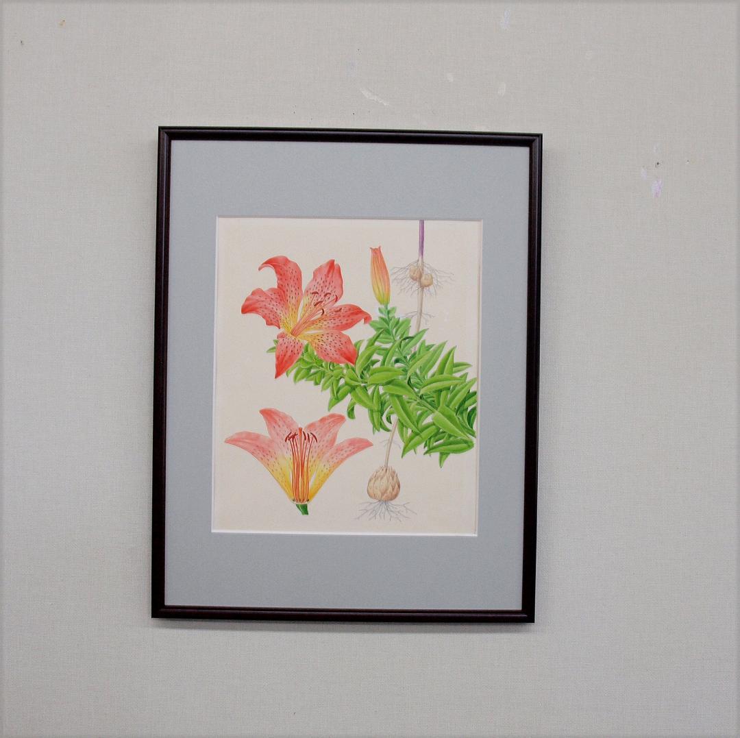 【絵画】ボタニカルアート「はまゆり」　原画