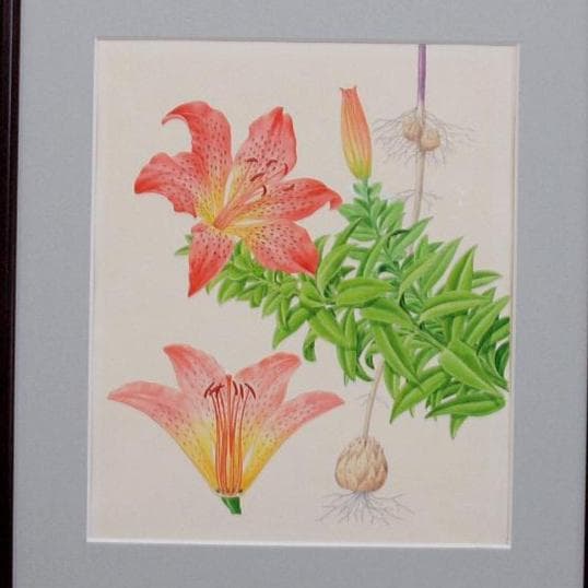 【絵画】ボタニカルアート「はまゆり」　原画