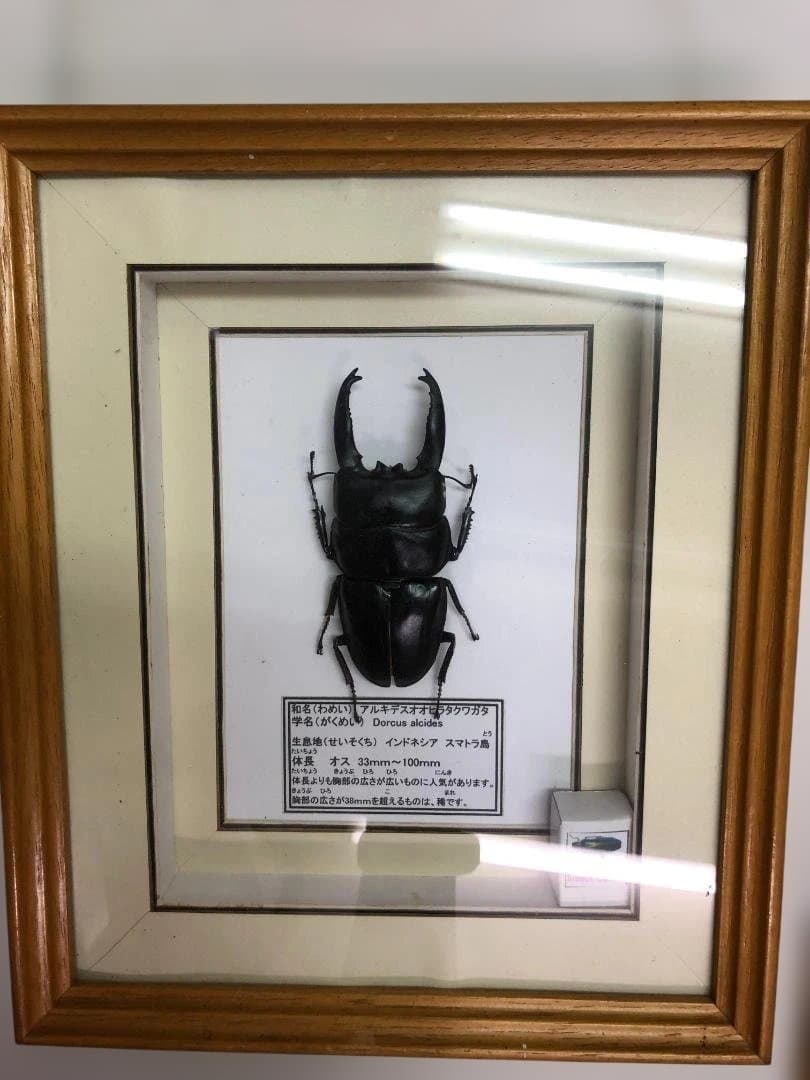 極美品 アルキデスオオヒラタクワガタ標本 約100mm 木製フレーム スマトラ島