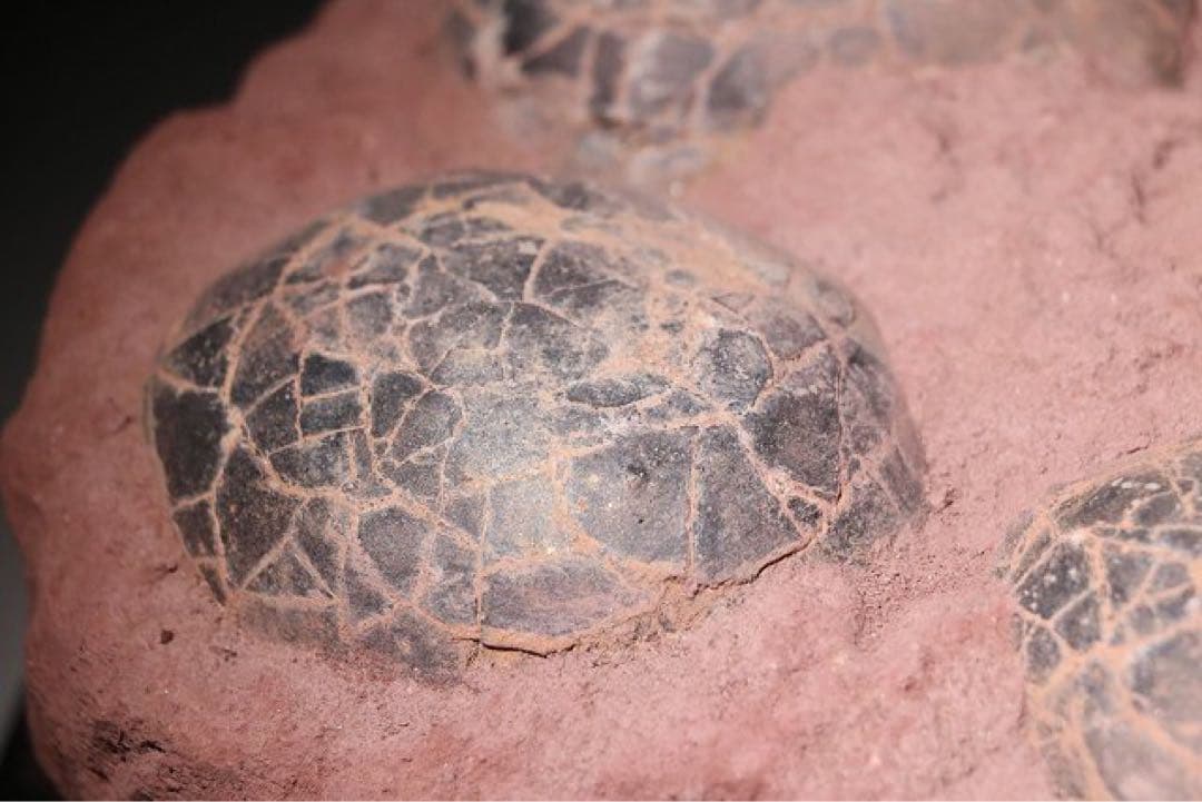 ☆クリスマス特価☆ 赤字☆【入手困難】博物館クラス ハドロサウルスの卵の巣8個