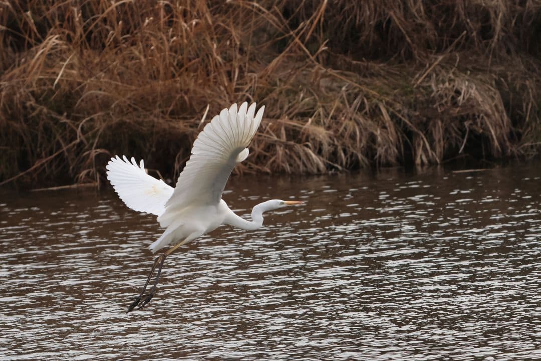 レンズ(ズーム) EF70-200f2.8L USM