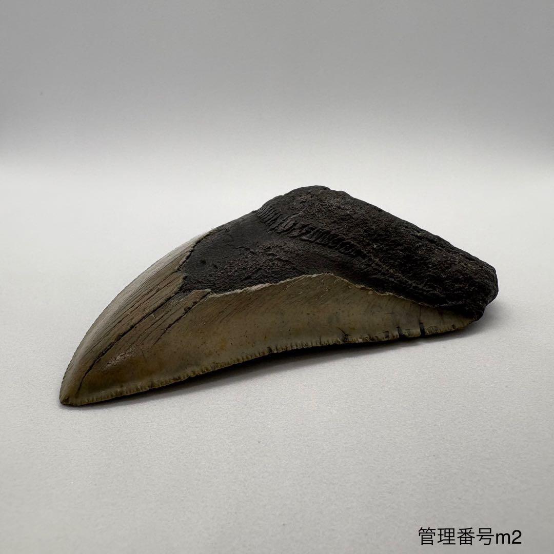 本物　メガロドンの歯　化石　サメ　10cm アメリカ合衆国