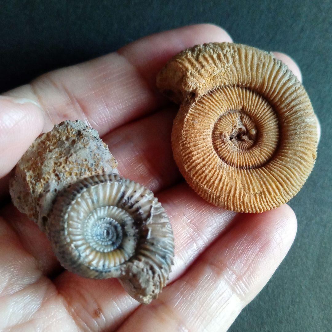 ドイツ産　ジュラ紀　アンモナイト　２点