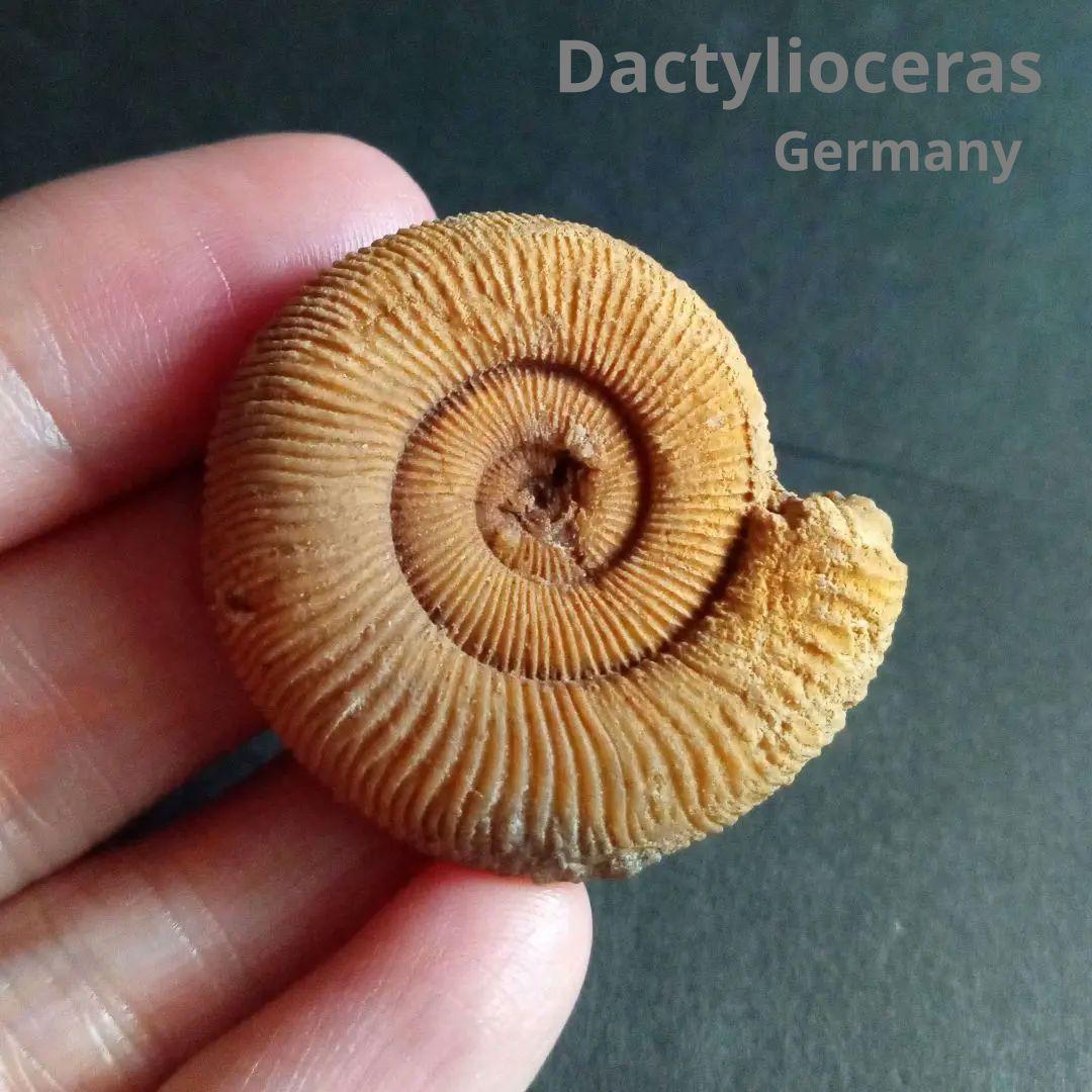 ドイツ産　ジュラ紀　アンモナイト　２点