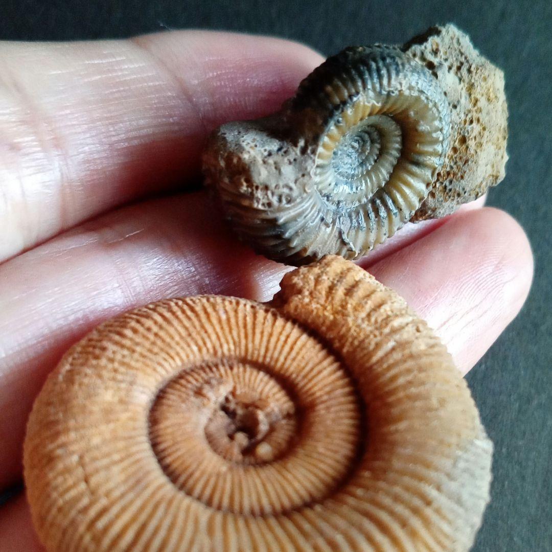 ドイツ産　ジュラ紀　アンモナイト　２点