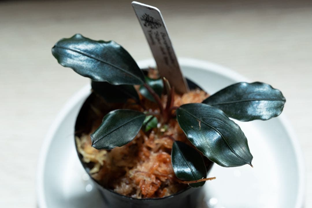 水草 Bucephalandra sp. \"Super dark blue\"