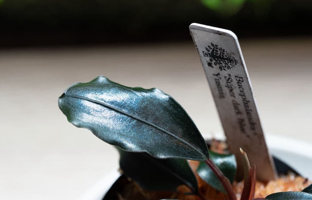 水草 Bucephalandra sp. \"Super dark blue\"