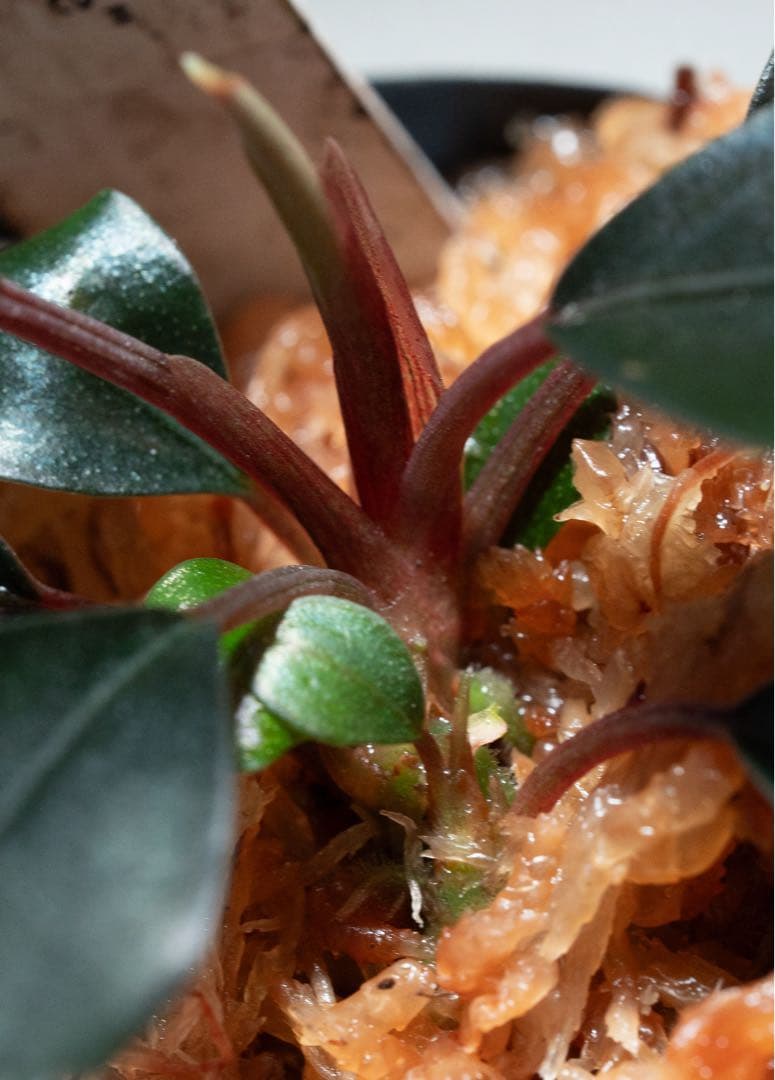 水草 Bucephalandra sp. \"Super dark blue\"