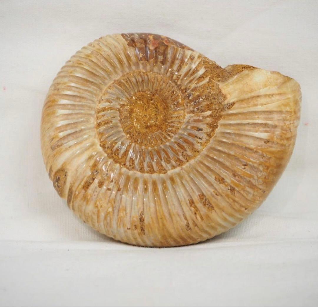 送料無料　中生代ジュラ紀を代表する　アンモナイト　径7.8ｃｍ