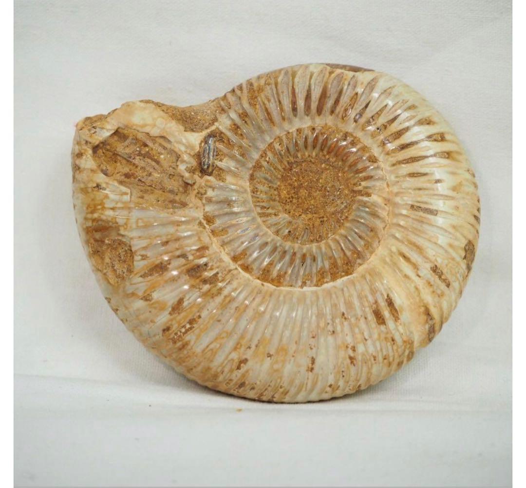 送料無料　中生代ジュラ紀を代表する　アンモナイト　径7.8ｃｍ