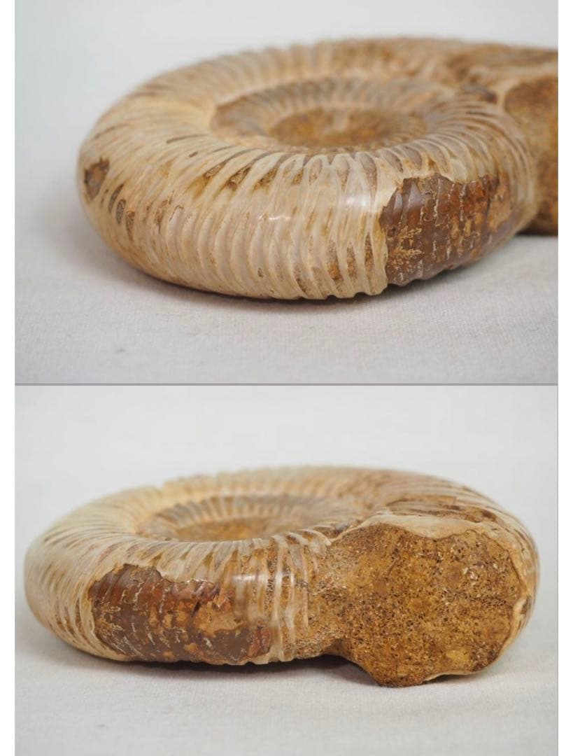 送料無料　中生代ジュラ紀を代表する　アンモナイト　径7.8ｃｍ