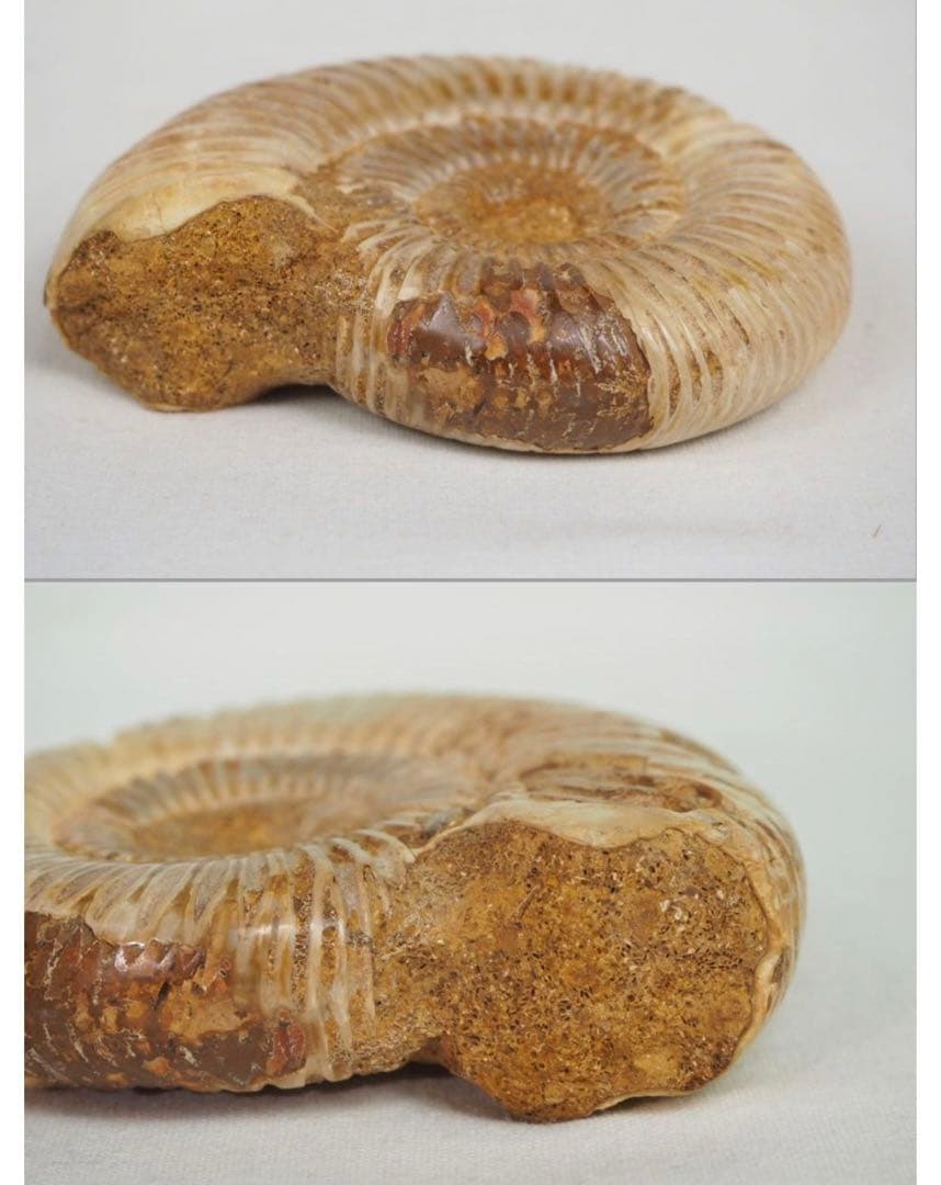 送料無料　中生代ジュラ紀を代表する　アンモナイト　径7.8ｃｍ