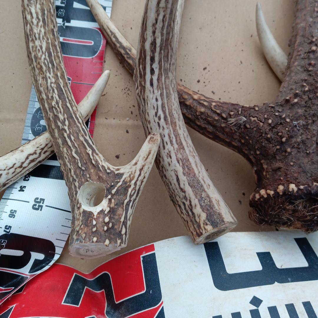 鹿の角 犬おもちゃ 工芸品などにどうぞ ２４番