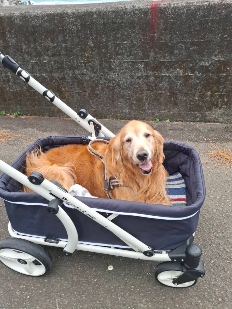 ピッコロカーネ　クレア