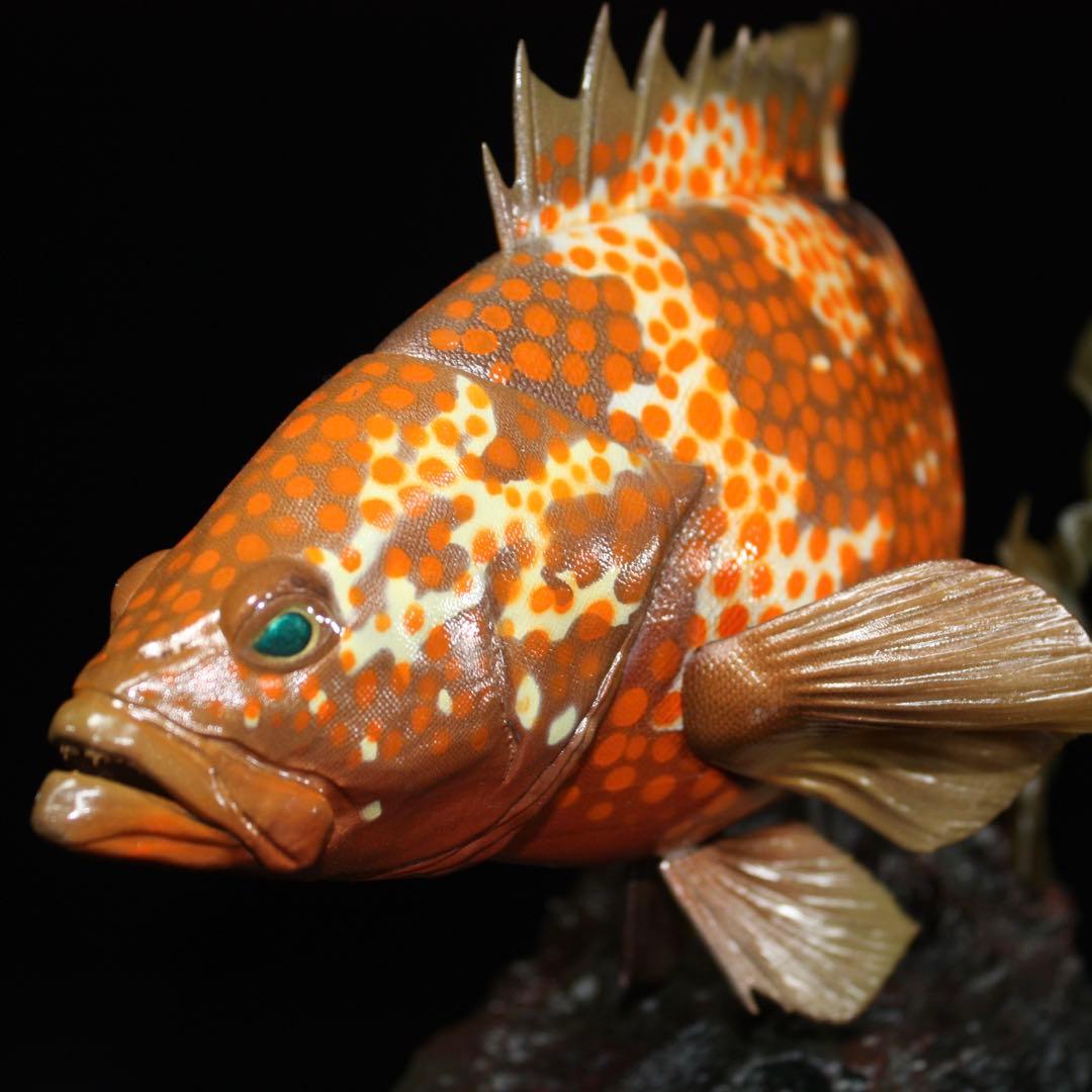 D*l様 キジハタ　フィギュア　魚寸30cm