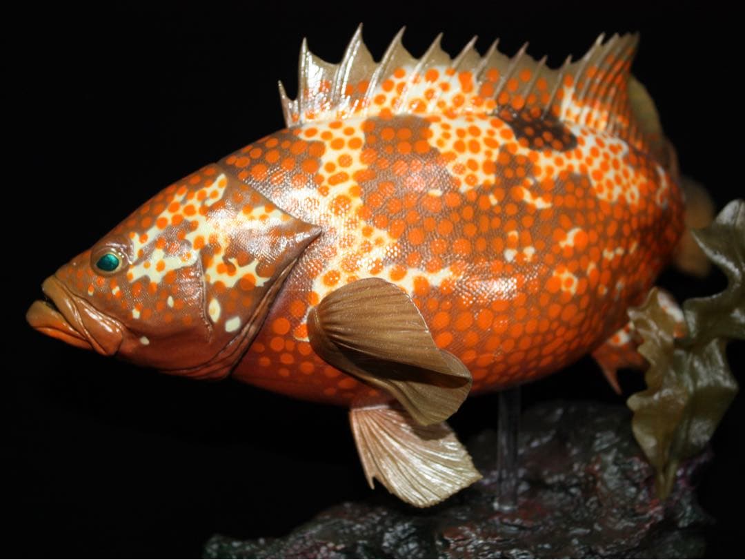 D*l様 キジハタ　フィギュア　魚寸30cm