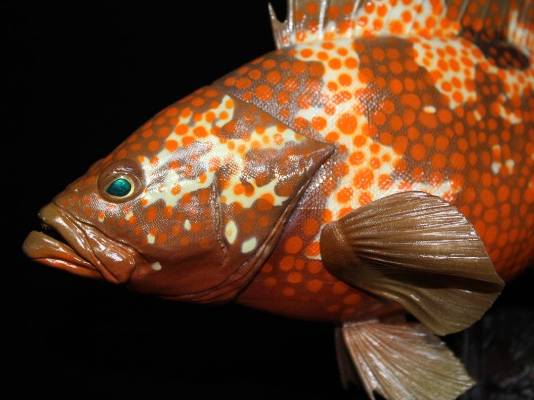 D*l様 キジハタ　フィギュア　魚寸30cm