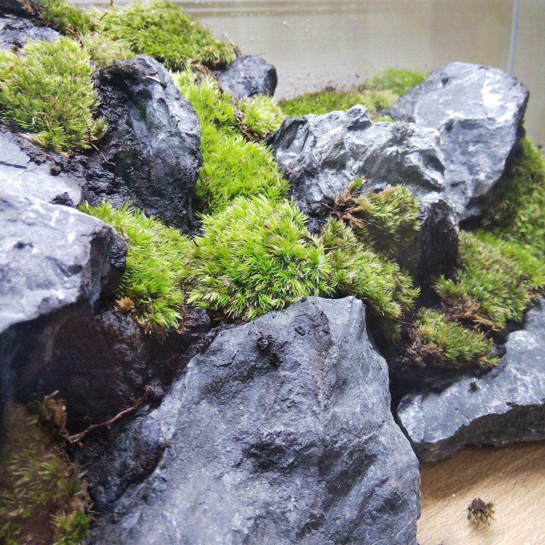 【完成品】アクアリウム　アクアテラリウム