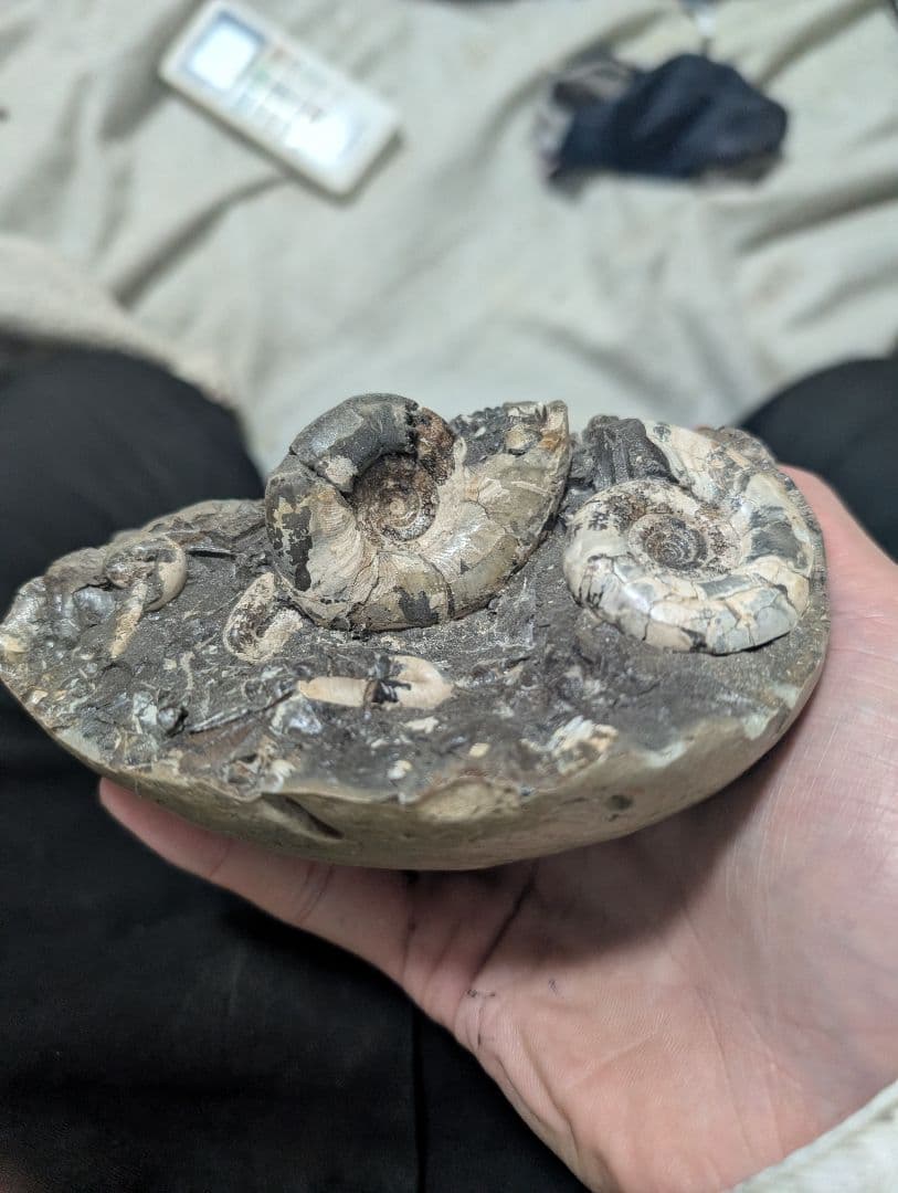 アンモナイト化石 手のひらサイズ