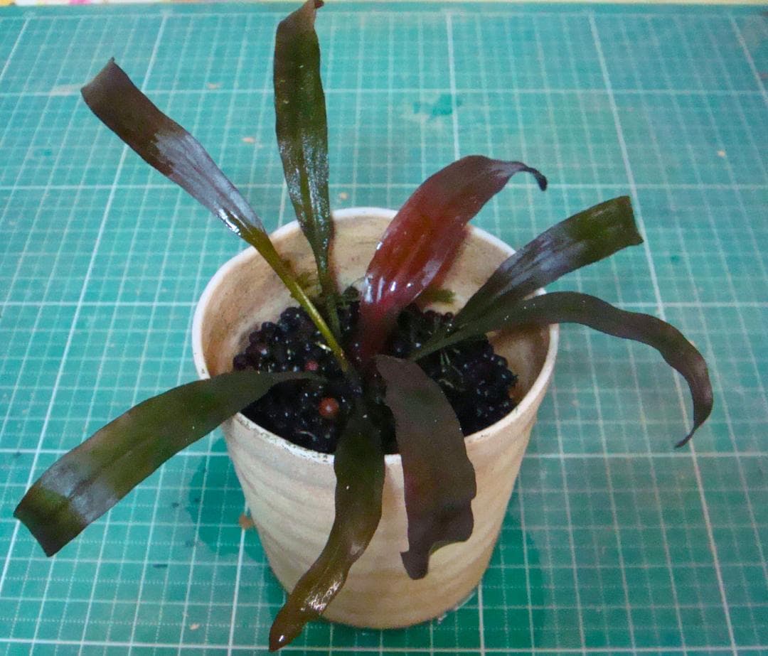 せ*つ様 エキノドルス ホレマニー スーパーレッド