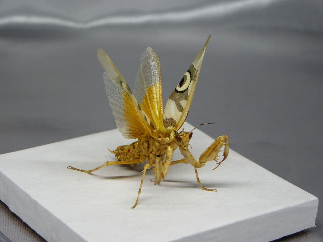 アフリカメダマカマキリ　ペア　立体標本