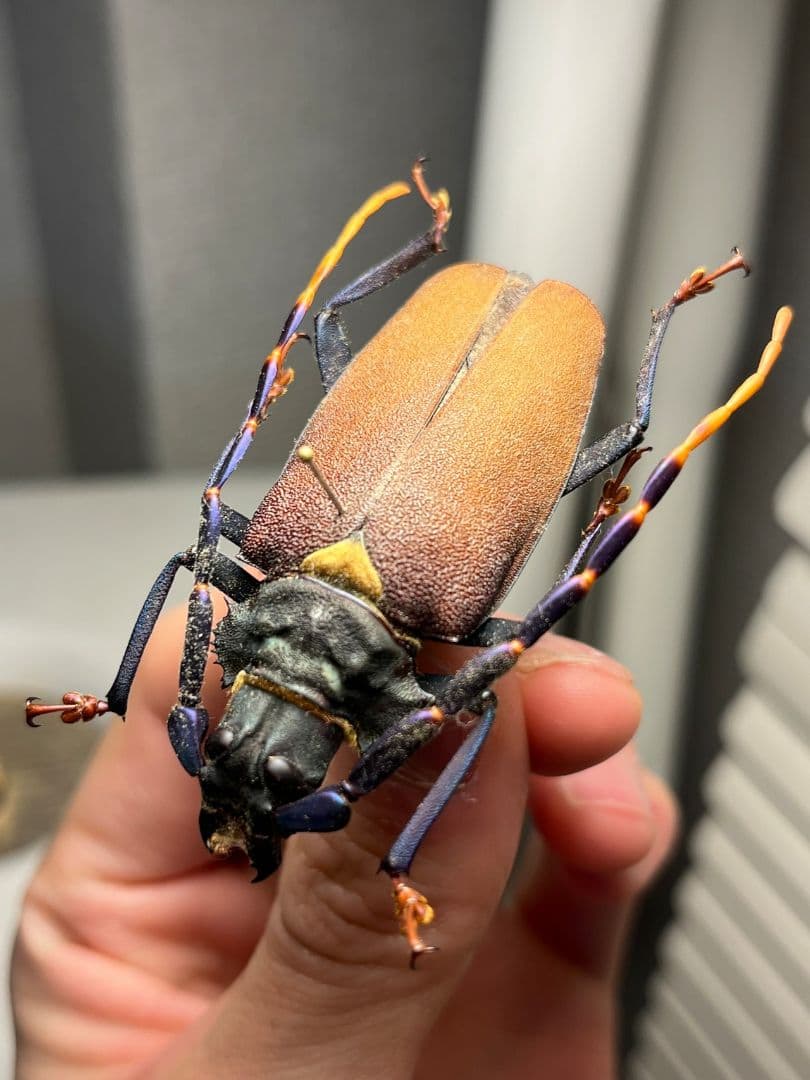 【53mm】ルリヒゲノコギリカミキリ 標本ナンベイオオタガメ ハナムグリカナブン