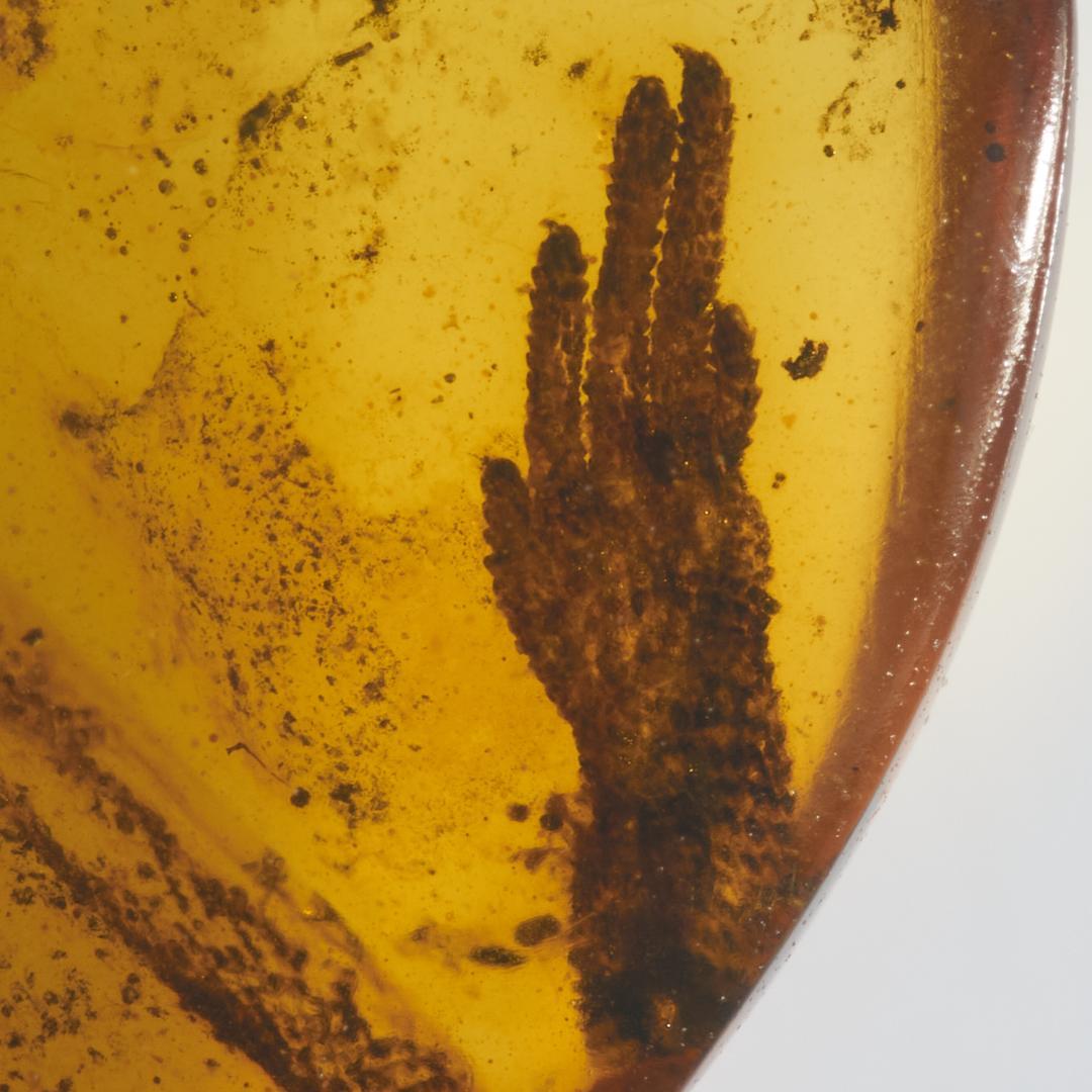 レア極上品 PA0046虫入り琥珀化石　ミャンマーカムティかタナイ9900万年前