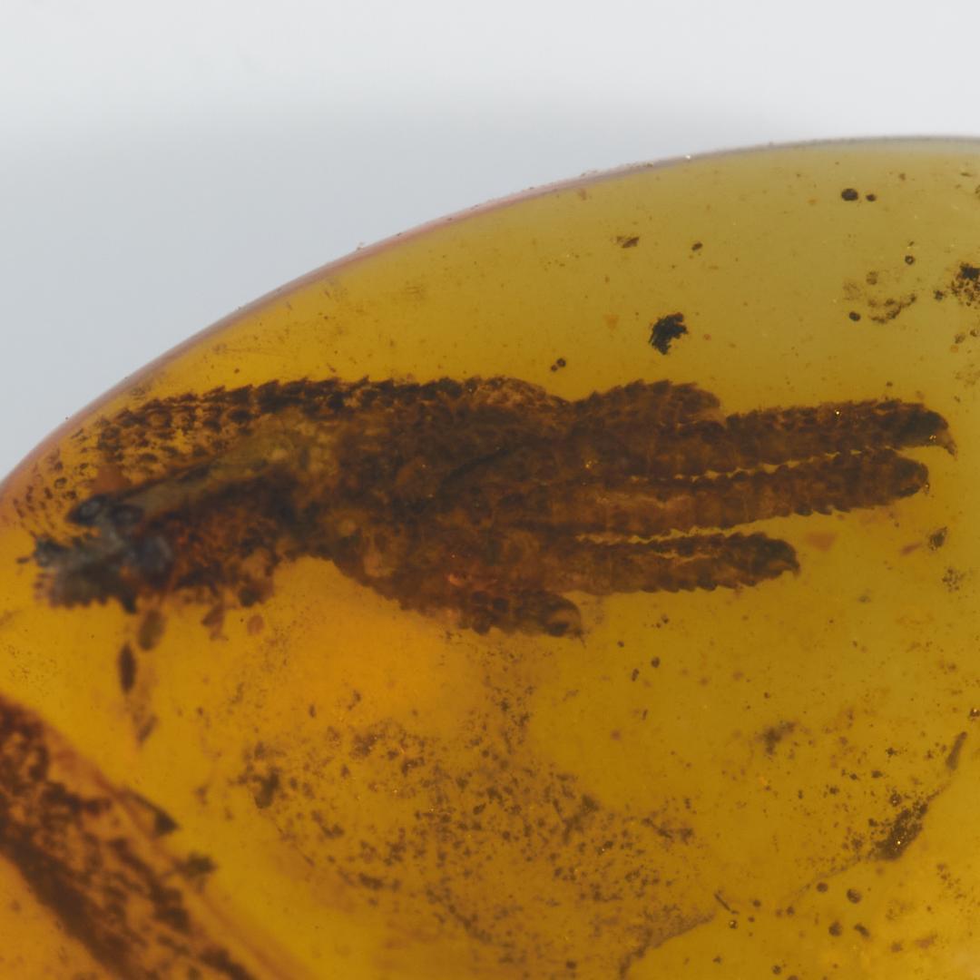 レア極上品 PA0046虫入り琥珀化石　ミャンマーカムティかタナイ9900万年前