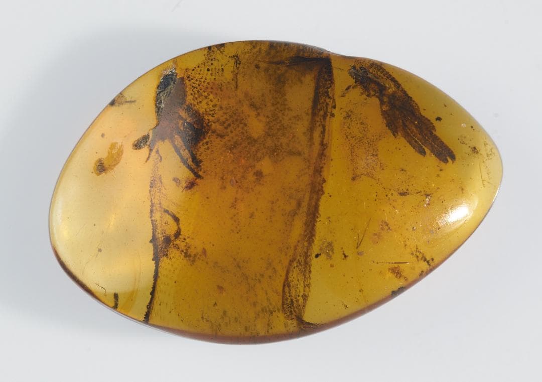 レア極上品 PA0046虫入り琥珀化石　ミャンマーカムティかタナイ9900万年前