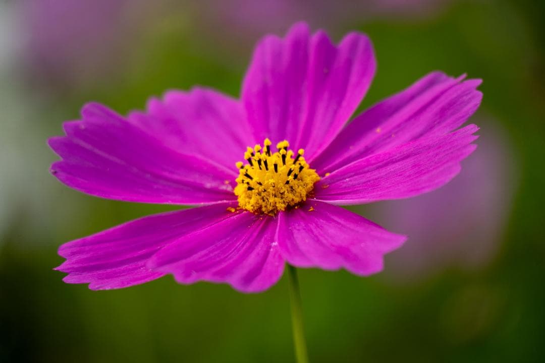 レンズ(ズーム) TAMRON 50-300mm F4.5-6.3 Di III VC VXD