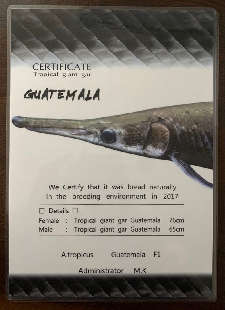 トロピカルジャイアントガー証明書