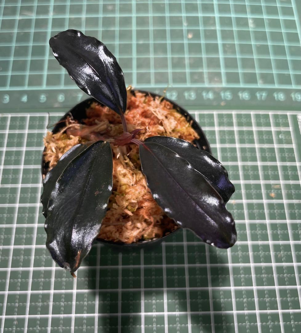 Bucephalandra sp.”Theia blue”