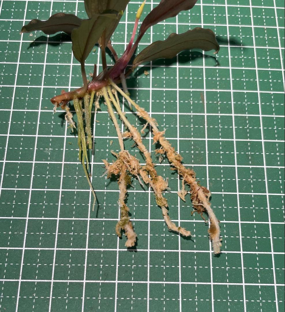 Bucephalandra sp.”Theia blue”