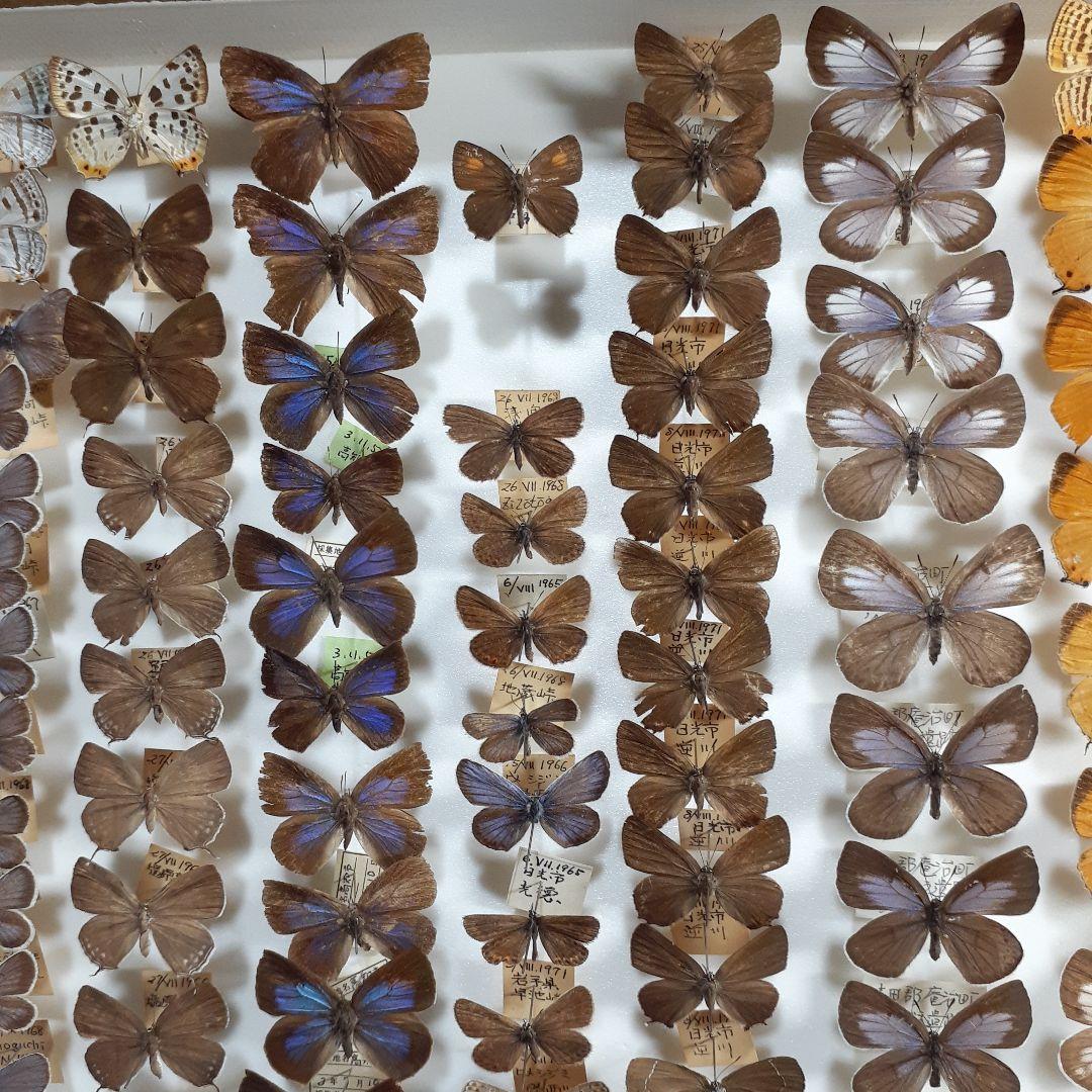 蝶標本　シジミチョウ22種180頭　大型ドイツ標本箱入り