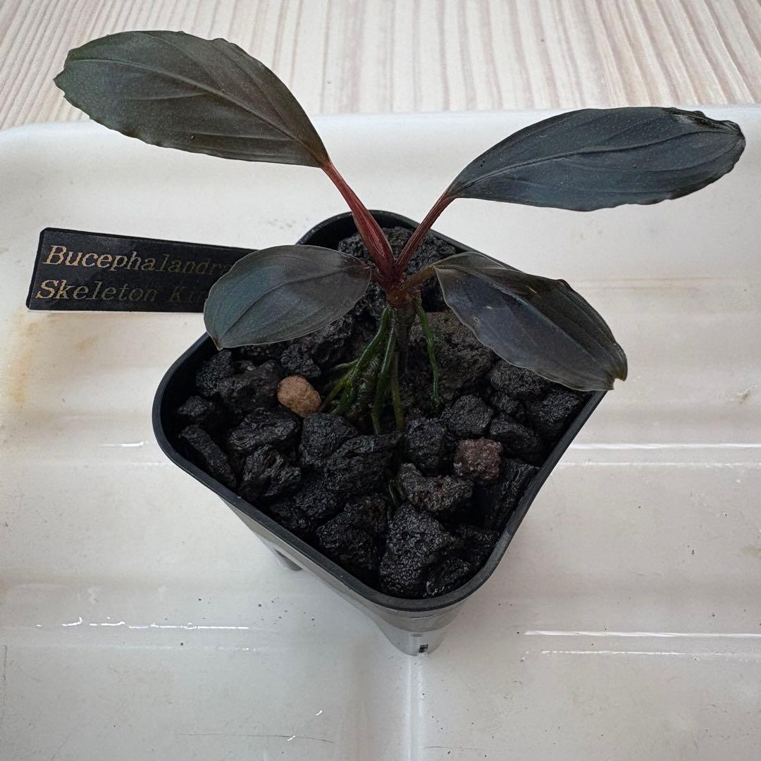 【きえぴ】ブセファランドラ 3種　水上葉　タグ付き