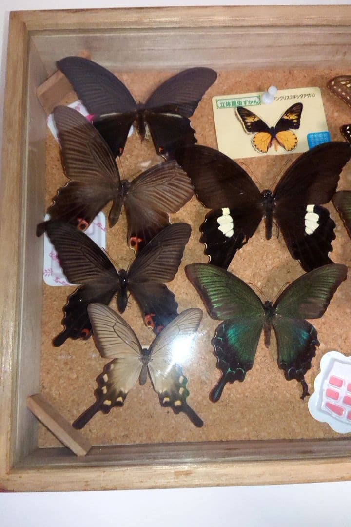 ④蝶 標本 3セット■大型標本箱 ドイツ箱 桐箱ケース付き■昭和 図鑑 昆虫
