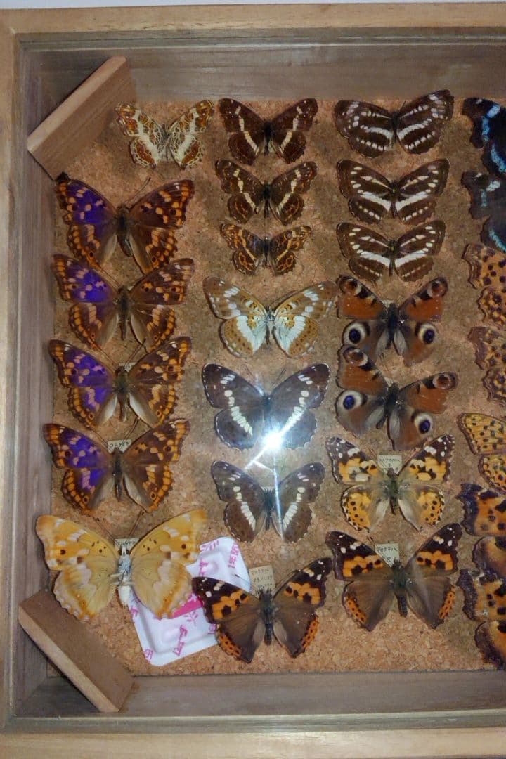 ④蝶 標本 3セット■大型標本箱 ドイツ箱 桐箱ケース付き■昭和 図鑑 昆虫